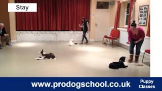 Puppy Training and Socialisation Classes  Pro Dog School  West Sussex UK [upl. by Nilekcaj]