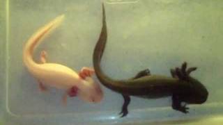 Axolotls Pair [upl. by Rusticus404]