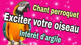 Secrets pour apprendre à exciter les perroquets et lintérêt de largile pour les perroquets [upl. by Rtoip]