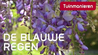 De blauwe regen  Lente  Tuinmanieren [upl. by Sophey883]