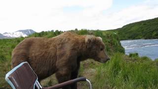 bear sits next to guy [upl. by Erbes963]