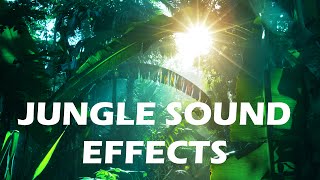 Jungle and Rainforest Sound Effects  Tropical Forest Ambiences from Costa Rica [upl. by Willdon23]