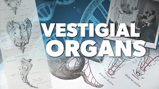 Vestigial Organs  Proof for God [upl. by Enyale]