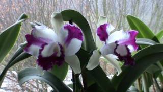 Cattleya  Lc Taiwan Beauty CM1 [upl. by Goldwin]