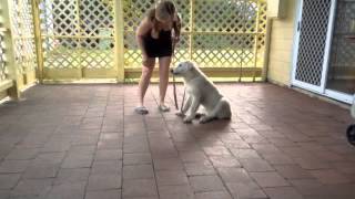 Maremma puppy learning the command stay [upl. by Assilim]