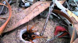 Trapdoor spider Australia [upl. by Marina]