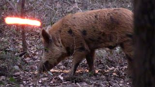 Wild Boar Are Tough EPIC Bowhunt For Big Hog [upl. by Bannon396]