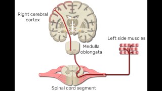 Muscle Part 3  Primary Motor Cortex Pathway How the Brain Activates Skeletal Muscle Fibers [upl. by Anyaj705]