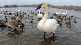 Mute Swan Trying to be Aggressive With Some Trumpeters  Gallup Park  Ann Arbor  Michigan [upl. by Obellia]