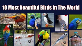 10 Most Beautiful Birds In The World  Explore The World [upl. by Adniuqal]