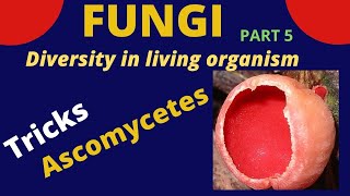 Class Ascomycetes  Tricks to learn examples  kingdom fungi  Class 9 11 BiologyNEET [upl. by Eitsyrk]