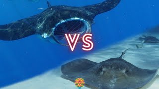 Giant Stingray VS Manta Ray Who Will Win The Fight [upl. by Song7]