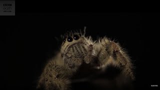 Largest Jumping Spider In The World  BBC Earth [upl. by Annoed]