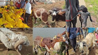 RETTERI GOATampSHEEPS MARKET  ALL SIZE GOATampSHEEPS AVILABLE 23062023 PART3 bakrid sheeps [upl. by Amrac]