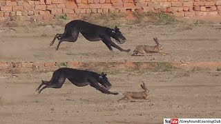 24 December greyhound coursing dogs trials in chak 82 [upl. by Leunamnauj]