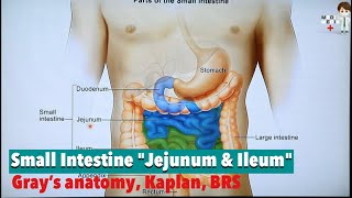 Small Intestine quotJejunum amp Ileumquot Anatomy 79 [upl. by Mannuela591]