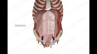 Fascia manipulation চিকিৎসা প্রক্রিয়া পার্ট ১ [upl. by O'Shee]