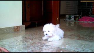 bichon maltes 3 meses Queca adiestramientoMaltese 3 month training [upl. by Matland]