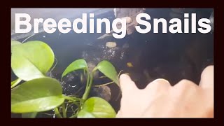 How To Breed Pomacea Bridgesii Mystery Snails [upl. by Meir]