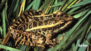 Pickerel Frog Lithobates palustris [upl. by Stevenson]