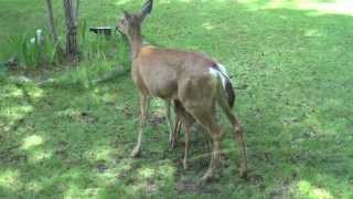 Fawn Chases a Quail and other nice moments [upl. by Adnovaj]