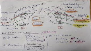 Kidney Anatomy Posterior Relation  TCML [upl. by Bertrand740]