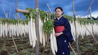 Sundried white Radish to make TakuAn in this winter 干し大根の物語 、たくあん漬け 晒萝卜、腌渍萝卜 浅草杏AsakusaAn [upl. by Pearlstein]