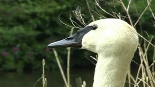 Trumpeter Swan Trumpeting and Honking Video amp Sounds  Trumpet of The Swan [upl. by Stanford]