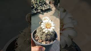 Gymnocalycium vatteri ready to pollination 🤍🤍 [upl. by Palgrave]