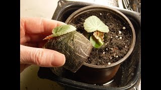 how to transplant begonia seedlings when to transplant begonia seedlings transplant peat pellets [upl. by Dnilasor]