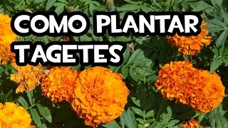 Como plantar Tagetes  Huerto Ecologico [upl. by Euqinad]