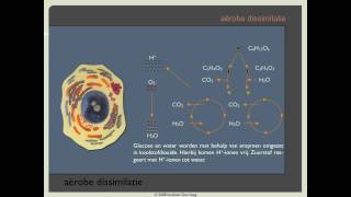 Biodoen  aërobe dissimilatie 1 van 8 [upl. by Lilith74]