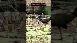 Jacana Bird  Jesus Bird upsc environment [upl. by Nolrev]