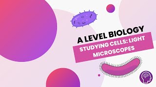 Studying Cells Light Microscopes  A Level Biology  OCR AQA Edexcel [upl. by Culver]