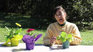 How to Cut Back Gerbera Daisy Leaves  Gerbera Plant Care [upl. by Oetam224]