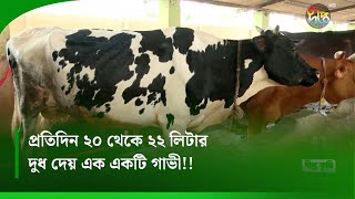 DeeptoKrishiC  প্রতিদিন ২০ থেকে ২২ লিটার দুধ দেয় এক একটি গাভী  Cow Farm  Farming Deepto Krishi [upl. by Ploss]