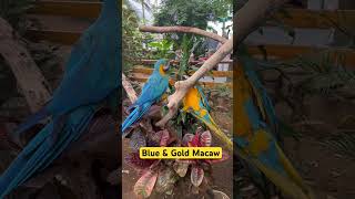 Blue and Gold Macaw birds bird birdslover birdsounds nature naturelovers naturephotography [upl. by Shanda]