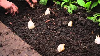 How to plant garlic [upl. by Nonna]