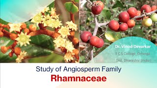 Study of Family Rhamnaceae by Dr V D Devarkar [upl. by Novyat957]