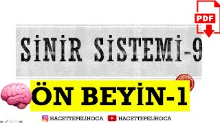 143  SİNİR SİSTEMİ 9  UÇ BEYİNBEYİN KABUĞUKORTEKS  11 SINIF AYT  hacettepelihoca [upl. by Ellissa110]