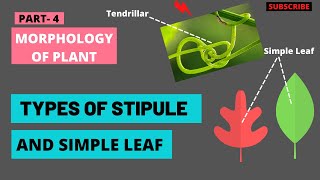 Stipule And Its Types  Simple Leaf  Morphology of Flowering Plants  TYPES OF LEAVES  Biology [upl. by Walczak]