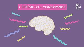 ¿Cómo aprende el cerebro del niño 💡 Introducción a la Neurociencia y el funcionamiento del cerebro [upl. by Ettelohcin]