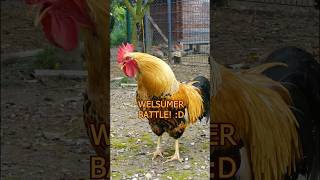 Battle of the Welsummer roosters 🐓💪 zwergwelsumer welsummerchicken hühner roosters bantams [upl. by Koosis]