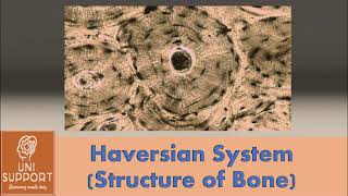 HAVERSIAN SYSTEM OF BONE  MICROSCOPIC STRUCTURE OF BONE TISSUE [upl. by Je]