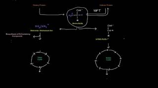 Protein  Amino Acid Metabolism Part 1 of 8  Intro [upl. by Yhtak]