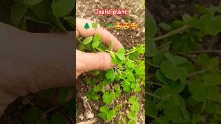 Oxalis plant prakriti ka khajana 🌲🍀🌴🪴🤩😍🥰nature plants gardening shorts short youtubeshorts [upl. by Eniawtna]