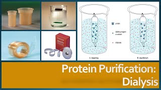 Protein Purification  Dialysis Principle Procedure and Factors affecting dialysis [upl. by Irek]