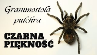 NAJPIĘKNIEJSZY ptasznik Grammostola pulchra [upl. by Afinom163]