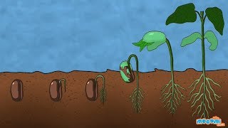 What is Germination of Seed  Plant Science for Kids  Educational Videos by Mocomi [upl. by Lav]