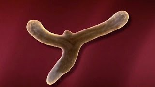 Planarian Regeneration and Stem Cells  HHMI BioInteractive Video [upl. by Aramad]